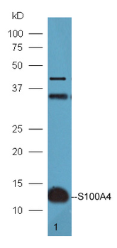 S100A4 Rabbit Polyclonal Antibody