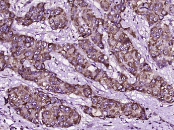 CD108 Rabbit Polyclonal Antibody