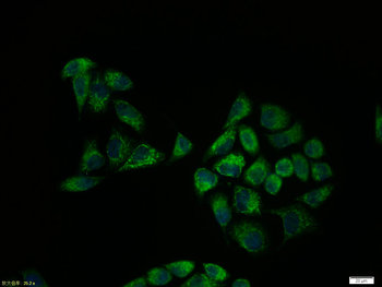 Smad3 Rabbit Polyclonal Antibody
