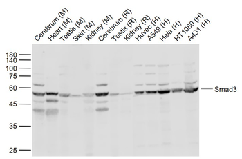 Smad3 Rabbit Polyclonal Antibody