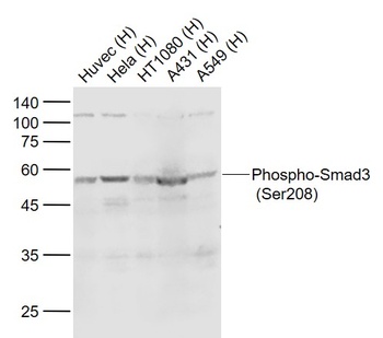 Smad3 (phospho-Ser208) antibody