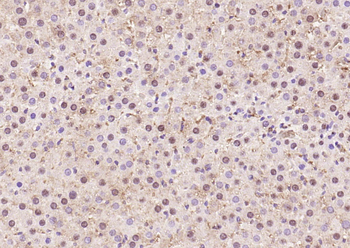 Phospho-STAT3 (Ser727) Rabbit Polyclonal Antibody