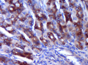 Phospho-STAT3 (Ser727) Rabbit Polyclonal Antibody