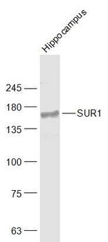 SUR1 antibody