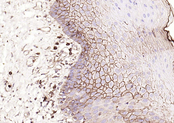 CD9 Recombinant Rabbit Monoclonal Antibody