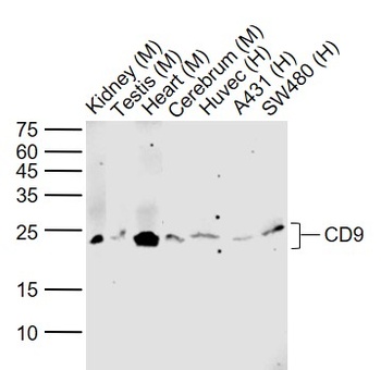 CD9 antibody