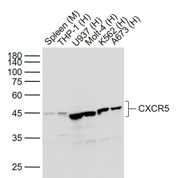 CXCR5 Recombinant Rabbit Monoclonal Antibody