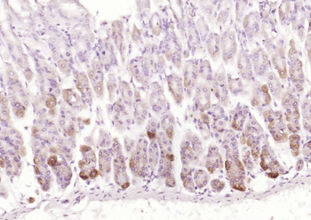 SEC14L1 Rabbit Polyclonal Antibody