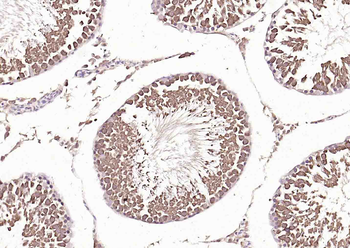 HSC70 Mouse Monoclonal Antibody