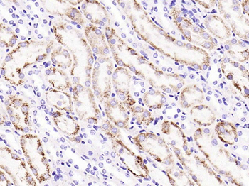 COX4I1 Recombinant Rabbit Monoclonal Antibody