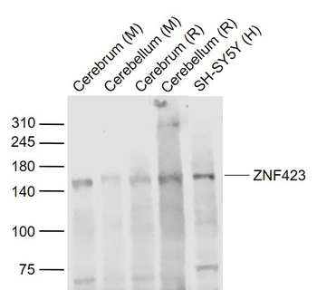 ZNF423 Rabbit Polyclonal Antibody