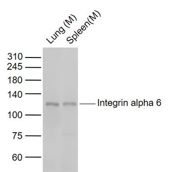 Integrin Alpha 6 antibody