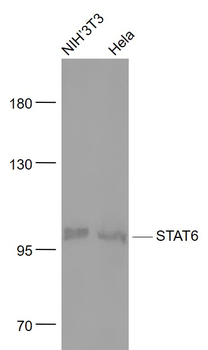 STAT6 Recombinant Rabbit Monoclonal Antibody