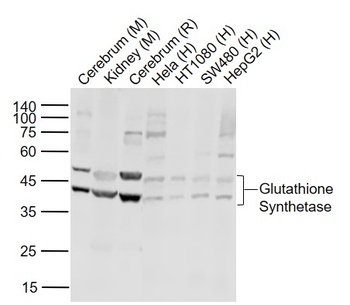 Glutathione Synthetase antibody