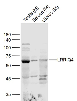 LRRIQ4 Rabbit Polyclonal Antibody
