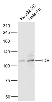 IDE Mouse Monoclonal Antibody