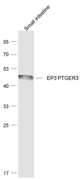 EP3/PTGER3 Rabbit Polyclonal Antibody