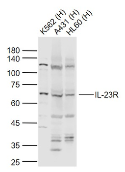 IL-23R Rabbit Polyclonal Antibody