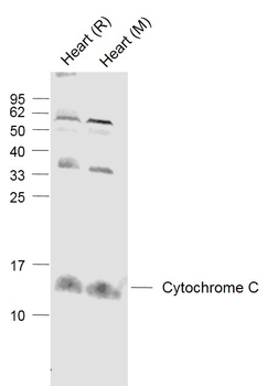 Cytochrome C Rabbit Polyclonal Antibody