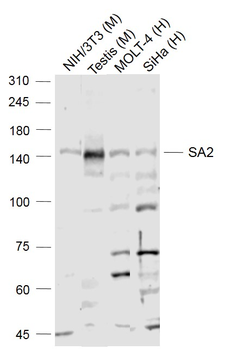 SA2 Rabbit Polyclonal Antibody