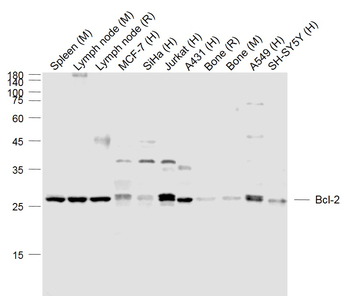 Bcl-2 Rabbit Polyclonal Antibody