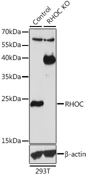 RHOC Rabbit Polyclonal Antibody