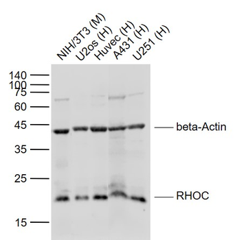 RHOC Rabbit Polyclonal Antibody