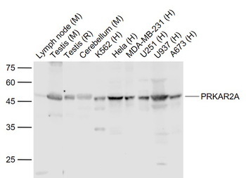 PRKAR2A Rabbit Polyclonal Antibody