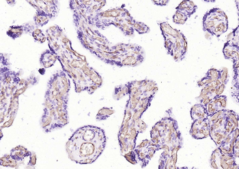 CD34 Recombinant Rabbit Monoclonal Antibody
