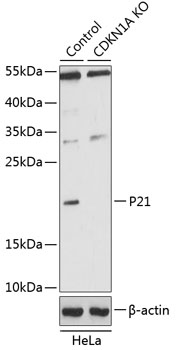 P21 Rabbit Polyclonal Antibody