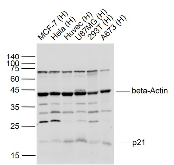 P21 Rabbit Polyclonal Antibody