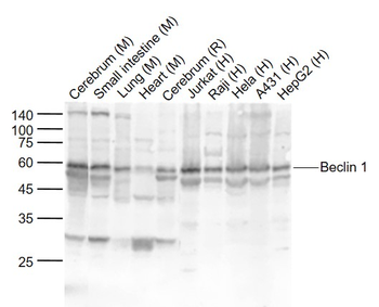 Beclin 1 Rabbit Polyclonal Antibody