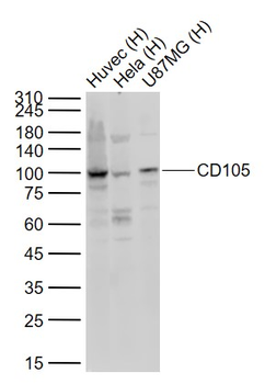 CD105 Rabbit Polyclonal Antibody
