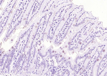 ApoA4 Rabbit Polyclonal Antibody