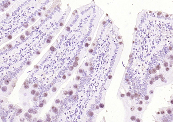 ApoA4 Rabbit Polyclonal Antibody