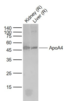 ApoA4 Rabbit Polyclonal Antibody
