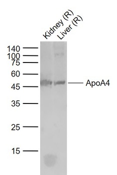 ApoA4 antibody