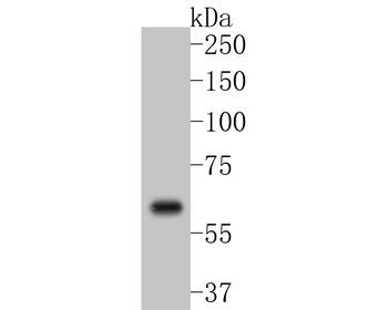 Cyclooxygenase 2 Recombinant Rabbit Monoclonal Antibody
