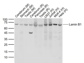 Lamin B1 antibody