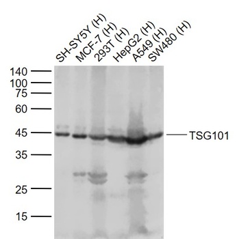 TSG101 antibody