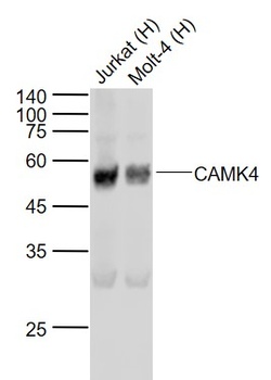 CAMK4 antibody