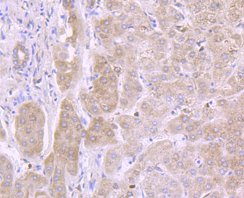 IL13RA1 Recombinant Rabbit Monoclonal Antibody