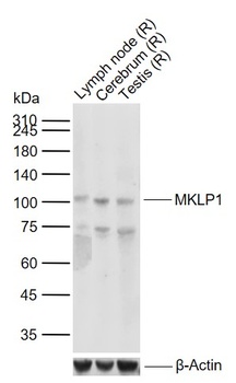 MKLP1 antibody
