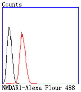 NMDAR1 Recombinant Rabbit Monoclonal Antibody