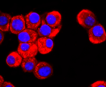DRD1 Recombinant Rabbit Monoclonal Antibody
