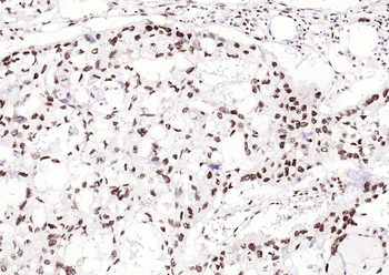 Bub3 Recombinant Rabbit Monoclonal Antibody