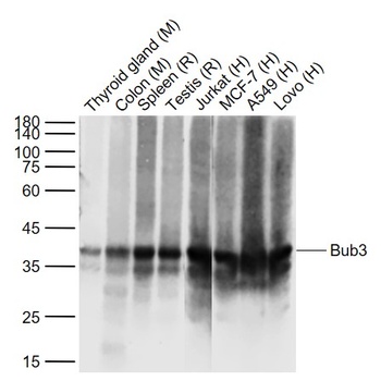 Bub3 antibody