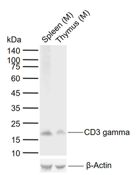 CD3 gamma Recombinant Rabbit Monoclonal Antibody