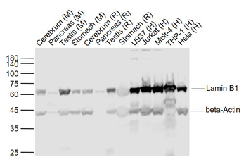 Lamin B1 Rabbit Polyclonal Antibody