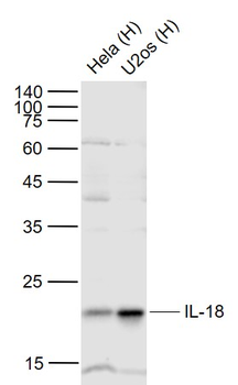IL18 Rabbit Polyclonal Antibody